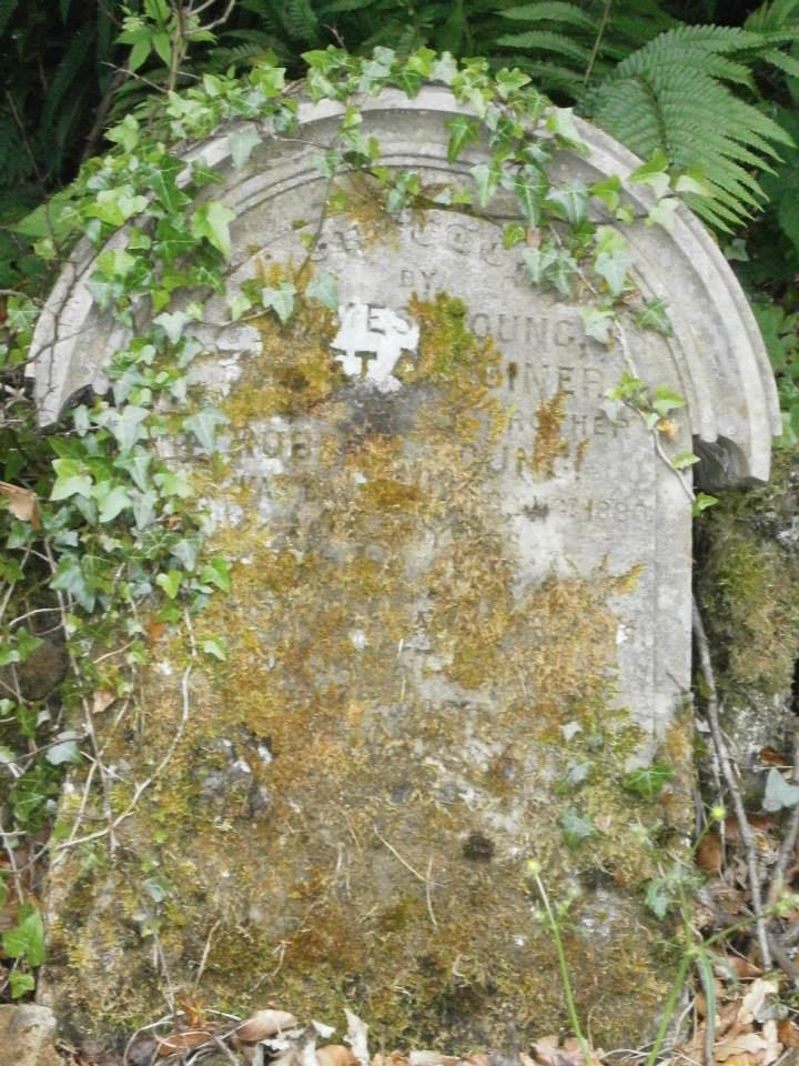 ivy covered headstone