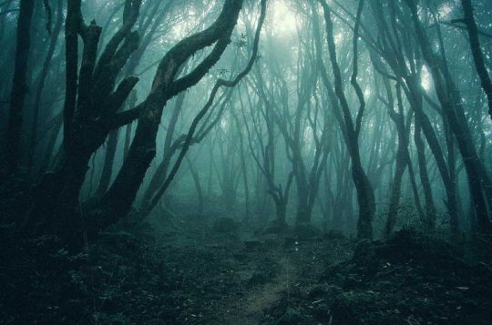The Terrifying Forest where People go to Die!