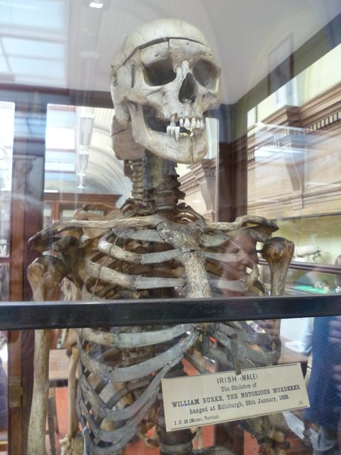 Burke's Skeleton